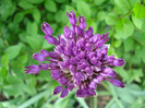Allium Purple Sensation (2011, May 10)