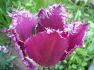 Tulipa Barbados (2011, May 10)