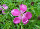 Dianthus Kahori (2011, May 08)