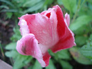 Tulipa Fantasy Parrot (2011, May 10)