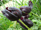 Tulipa Queen of Night (2011, May 08)