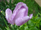Tulipa Shirley (2011, May 08)