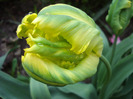Tulipa Texas Gold (2011, May 10)