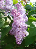 Syringa vulgaris_Lilac (2011, May 06)