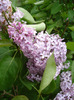 Syringa vulgaris_Lilac (2011, May 08)