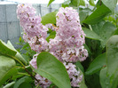 Syringa vulgaris_Lilac (2011, May 08)