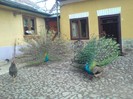 DSC02261