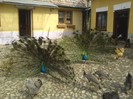 DSC02271