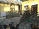 DSC02292