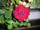 alt model de trandafir rosu