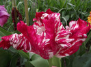 DSCF3272a
