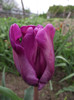 DSCF3273