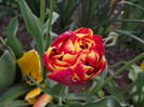 DSCF3280b