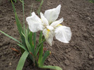 iris alb