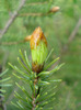 Norway Spruce (2010, April 20)