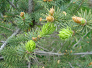 Picea abies (2010, April 24)