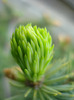 Picea abies (2010, April 25)