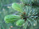 Picea abies (2010, April 28)