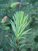 Picea abies (2010, April 28)