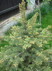 Picea abies (2011, May 01)