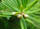 Abies koreana (2011, May 08)