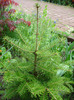 Abies koreana (2011, May 08)