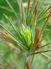 Deodar Cedar (2010, April 20)