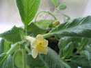 Episcia Thad\'s Yellow Bird 4