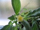 Episcia Thad\'s Yellow Bird 5