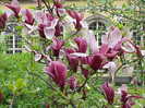 Magnolia_liliiflora2