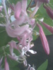 Lonicera roz