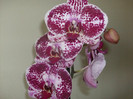 phalaenopsis