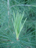 Cedrus deodara (2010, April 28)