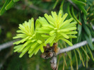 Abies nordmanniana (2011, May 01)