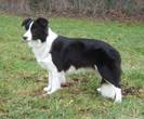 border-collie