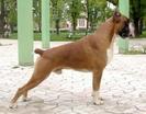 boxer german