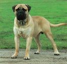 BullMastiff