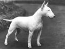 bull-terrier