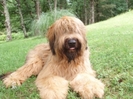 ciobanesc de brie briard