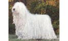 Rasa-Komondor