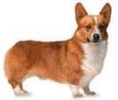 welsh_corgi