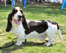 Basset Hound