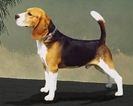 beagle