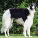 borzoi