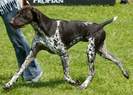 caine Brac german cu par scurt