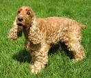 Cocker-Spaniel
