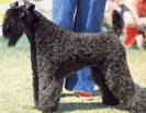 kerry blue terrier