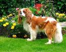 King Charles Spaniel