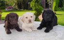 Labrador