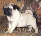 Mops
